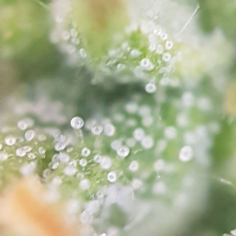 Bartek'sFarmScam growlog timeline photo