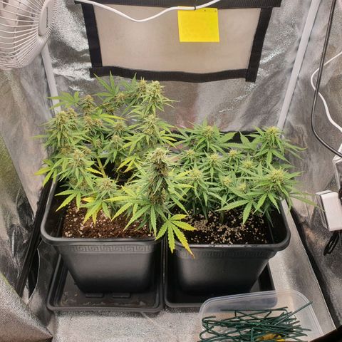 Bartek'sFarmScam growlog timeline photo