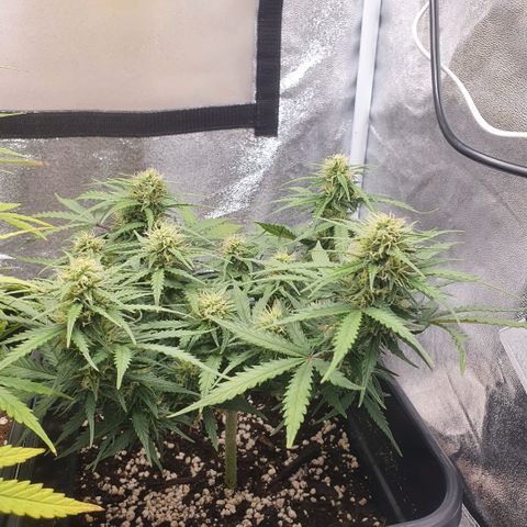 Bartek'sFarmScam growlog timeline photo