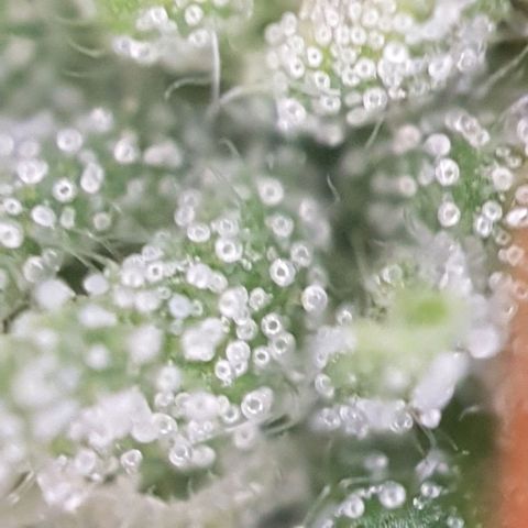Bartek'sFarmScam growlog timeline photo