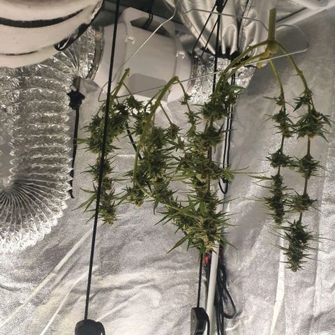Bartek'sFarmScam growlog timeline photo