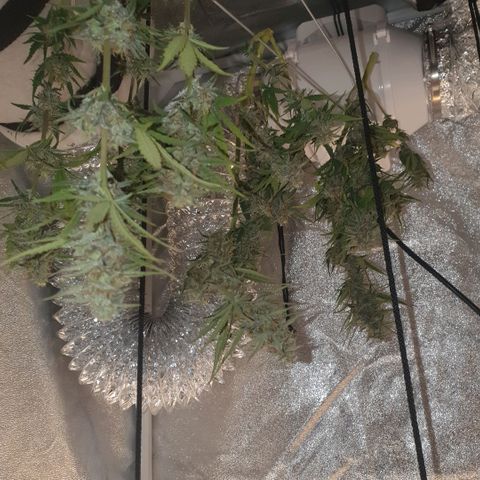 Bartek'sFarmScam growlog timeline photo