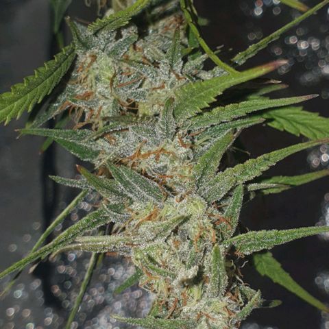 Bartek'sFarmScam growlog timeline photo