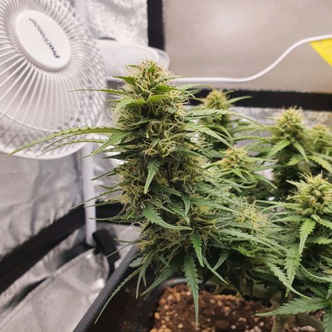 Bartek'sFarmScam growlog timeline photo