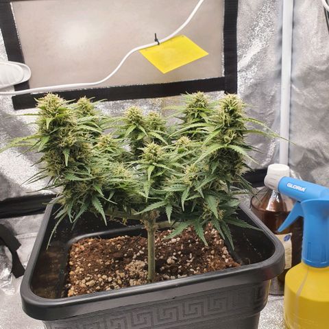 Bartek'sFarmScam growlog timeline photo