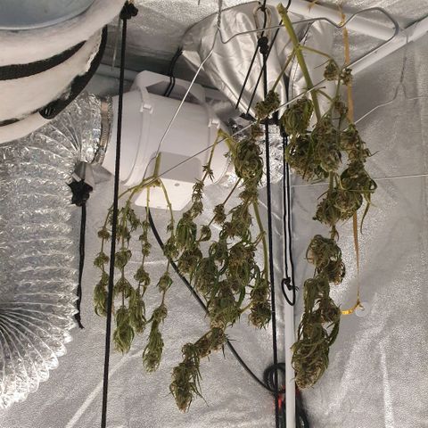 Bartek'sFarmScam growlog timeline photo