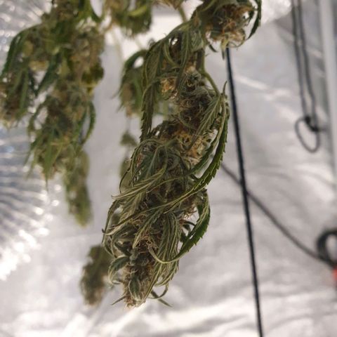 Bartek'sFarmScam growlog timeline photo