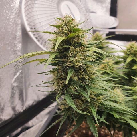 Bartek'sFarmScam growlog timeline photo