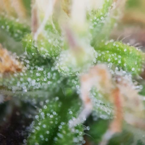 Bartek'sFarmScam growlog timeline photo