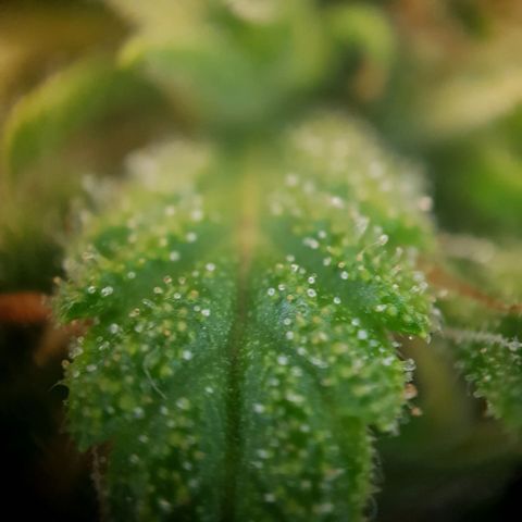 Bartek'sFarmScam growlog timeline photo