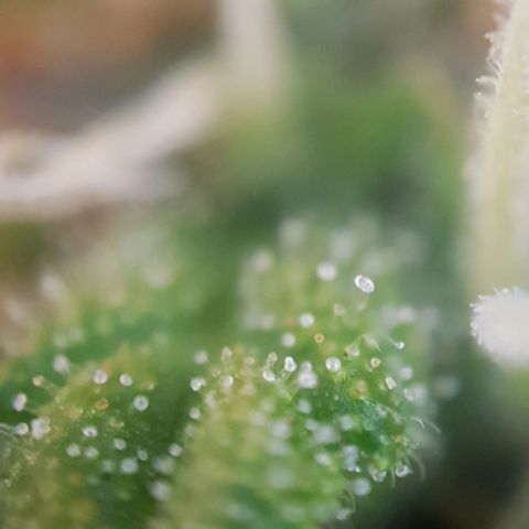 Bartek'sFarmScam growlog timeline photo