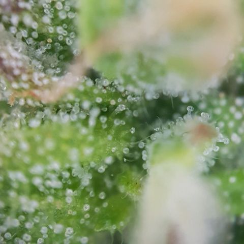 Bartek'sFarmScam growlog timeline photo
