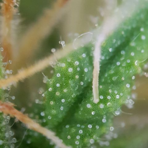 Bartek'sFarmScam growlog timeline photo