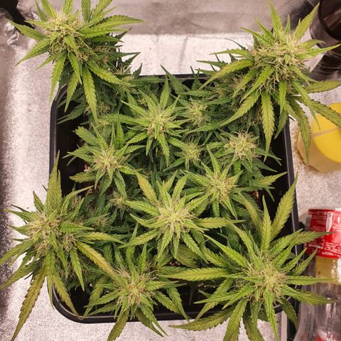 Bartek'sFarmScam growlog timeline photo
