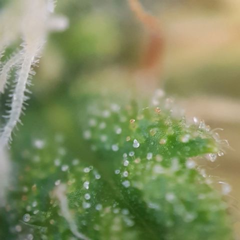 Bartek'sFarmScam growlog timeline photo