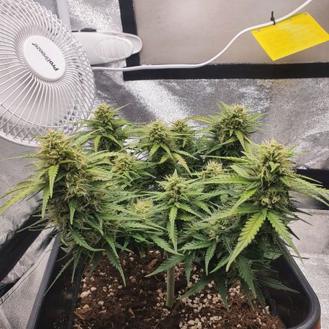 Bartek'sFarmScam growlog timeline photo