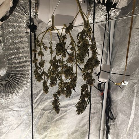 Bartek'sFarmScam growlog timeline photo