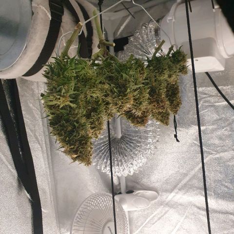 Bartek'sFarmScam growlog timeline photo