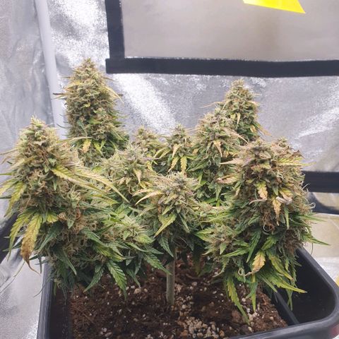 Bartek'sFarmScam growlog timeline photo