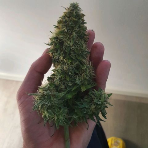 Bartek'sFarmScam growlog timeline photo