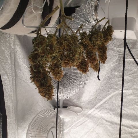 Bartek'sFarmScam growlog timeline photo