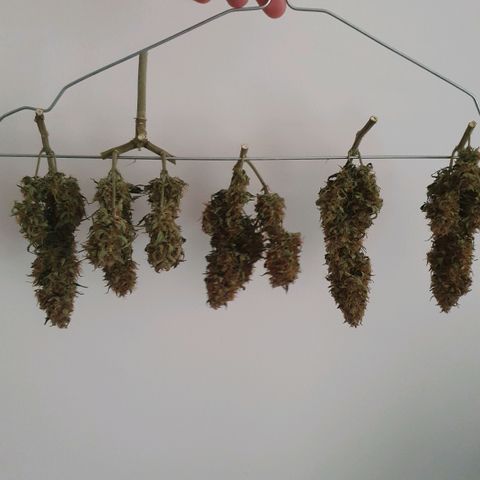 Bartek'sFarmScam growlog timeline photo