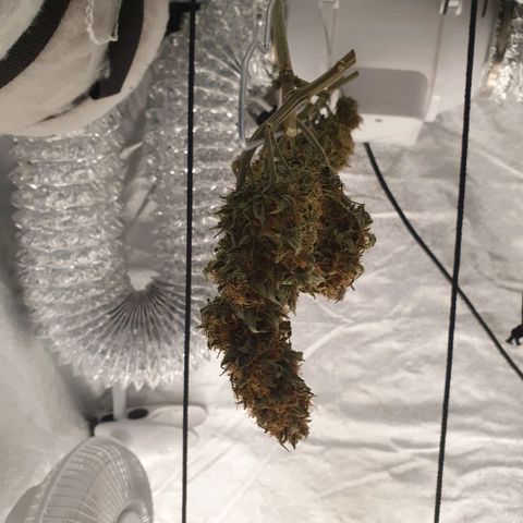 Bartek'sFarmScam growlog timeline photo