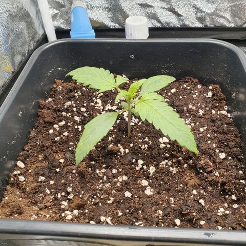 Sticky waterlemoranje wonder candy growlog timeline photo