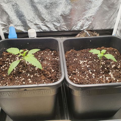 Sticky waterlemoranje wonder candy growlog timeline photo