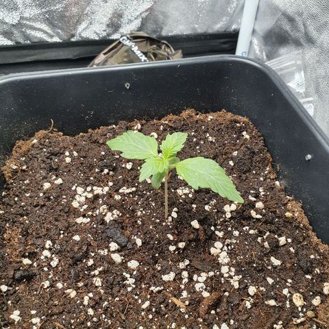 Sticky waterlemoranje wonder candy growlog timeline photo