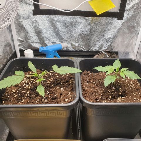Sticky waterlemoranje wonder candy growlog timeline photo