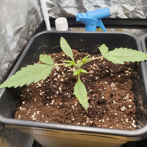 Sticky waterlemoranje wonder candy growlog timeline photo