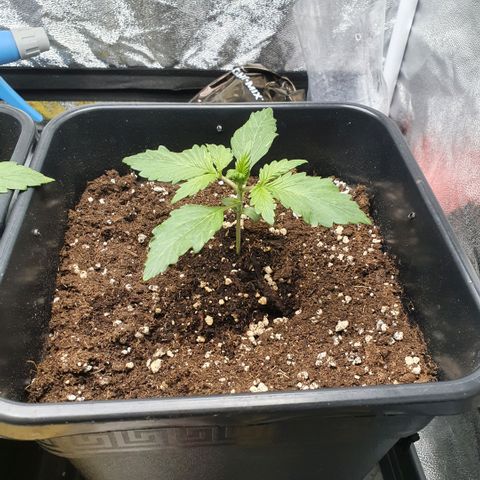 Sticky waterlemoranje wonder candy growlog timeline photo