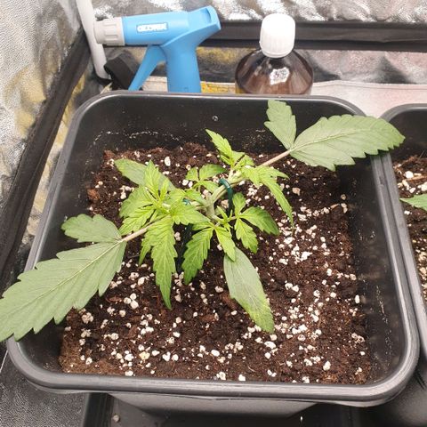 Sticky waterlemoranje wonder candy growlog timeline photo
