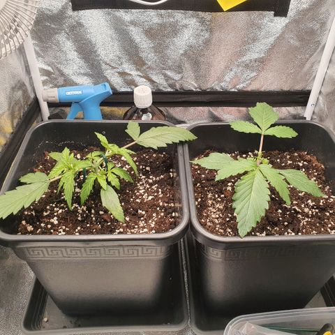 Sticky waterlemoranje wonder candy growlog timeline photo