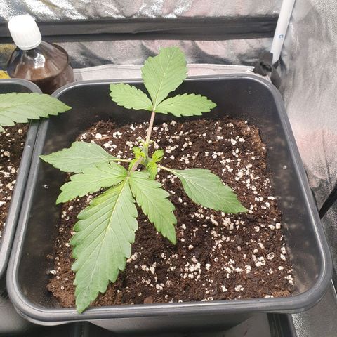 Sticky waterlemoranje wonder candy growlog timeline photo