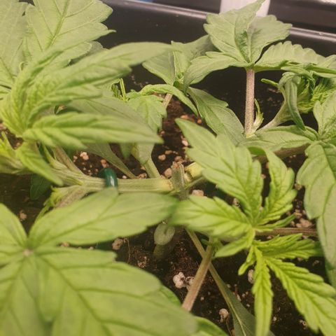 Sticky waterlemoranje wonder candy growlog timeline photo