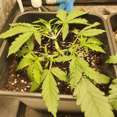 Sticky waterlemoranje wonder candy growlog timeline photo