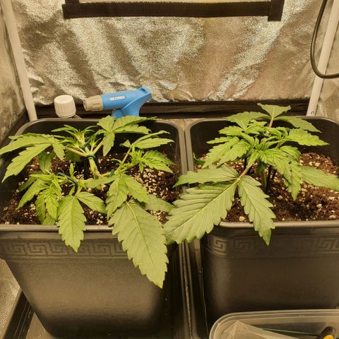 Sticky waterlemoranje wonder candy growlog timeline photo
