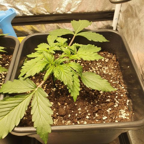 Sticky waterlemoranje wonder candy growlog timeline photo