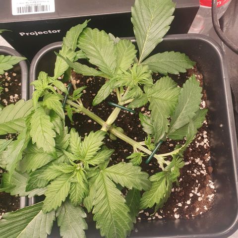 Sticky waterlemoranje wonder candy growlog timeline photo