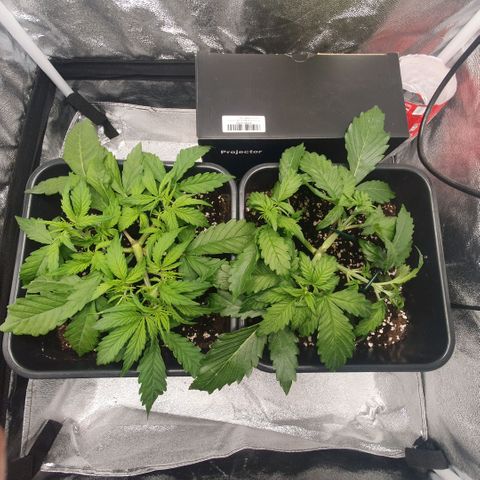 Sticky waterlemoranje wonder candy growlog timeline photo