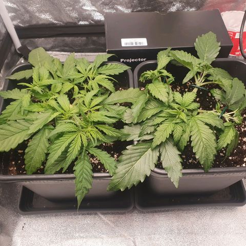 Sticky waterlemoranje wonder candy growlog timeline photo
