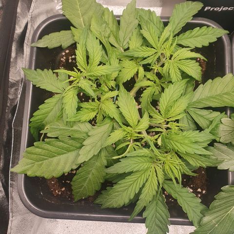 Sticky waterlemoranje wonder candy growlog timeline photo