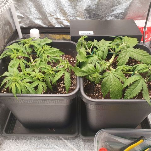 Sticky waterlemoranje wonder candy growlog timeline photo