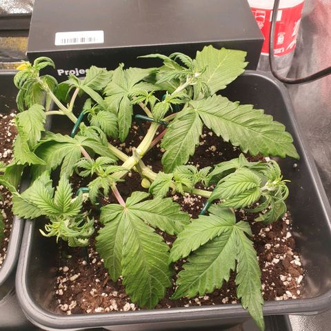 Sticky waterlemoranje wonder candy growlog timeline photo