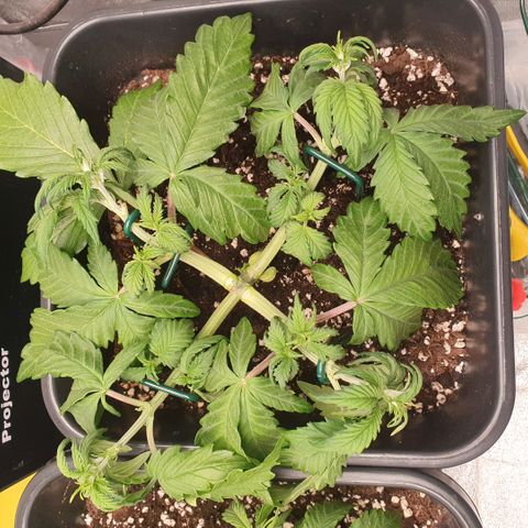 Sticky waterlemoranje wonder candy growlog timeline photo