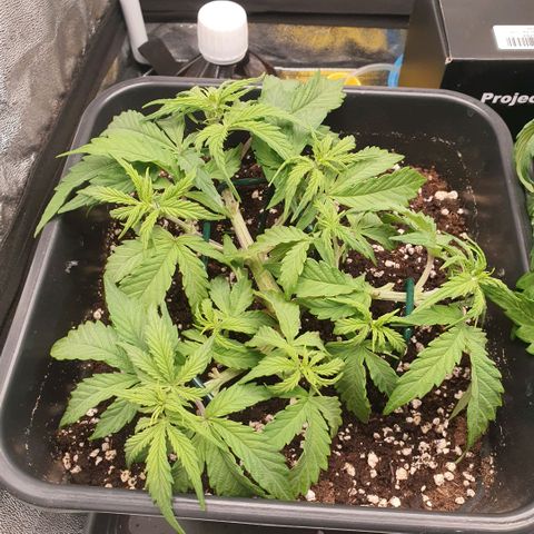 Sticky waterlemoranje wonder candy growlog timeline photo