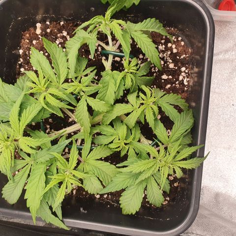 Sticky waterlemoranje wonder candy growlog timeline photo