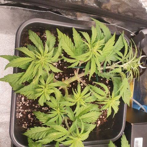 Sticky waterlemoranje wonder candy growlog timeline photo